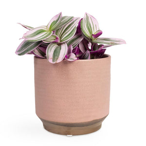 Tradescantia albiflora Nanouk - Fantasy Venice Houseplant & Suze Plant Pot - Pink