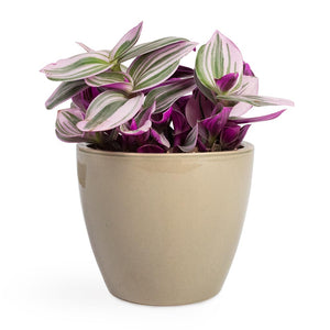 Tradescantia albiflora Nanouk - Fantasy Venice Houseplant & Sven Plant Pot - Mint