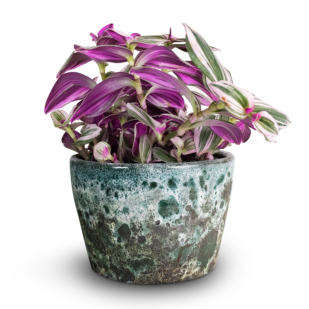 Tradescantia albiflora Nanouk - 12x20cm In Davide Pot Lavender Haze - 13x13cm