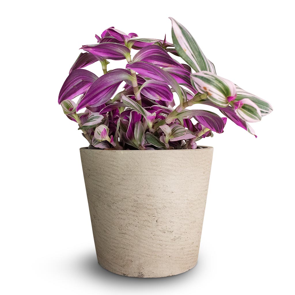 Tradescantia albiflora Nanouk - Fantasy Venice & Mini Bucket Plant Pot - Grey Washed