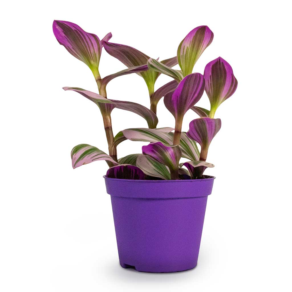 Tradescantia albiflora Nanouk Fantasy Venice Houseplant