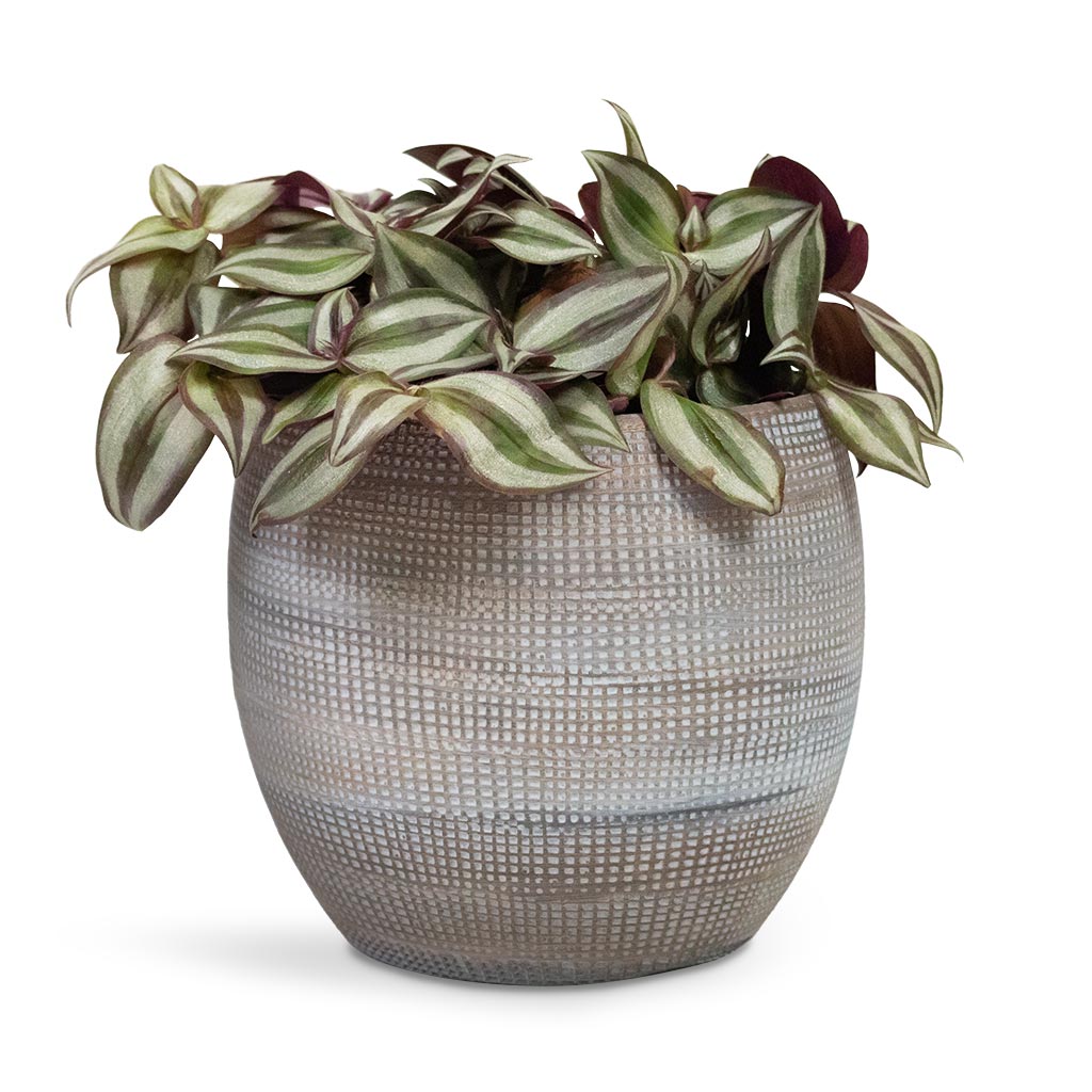 Dex Plant Pot - Earth & Tradescantia zebrina - Inch Plant