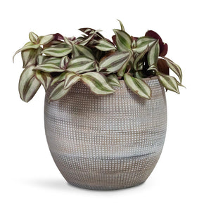Dex Plant Pot - Earth & Tradescantia zebrina - Inch Plant
