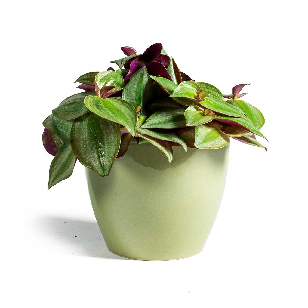 Tradescantia zebrina Inch Plant & Sven Plant Pot Mint