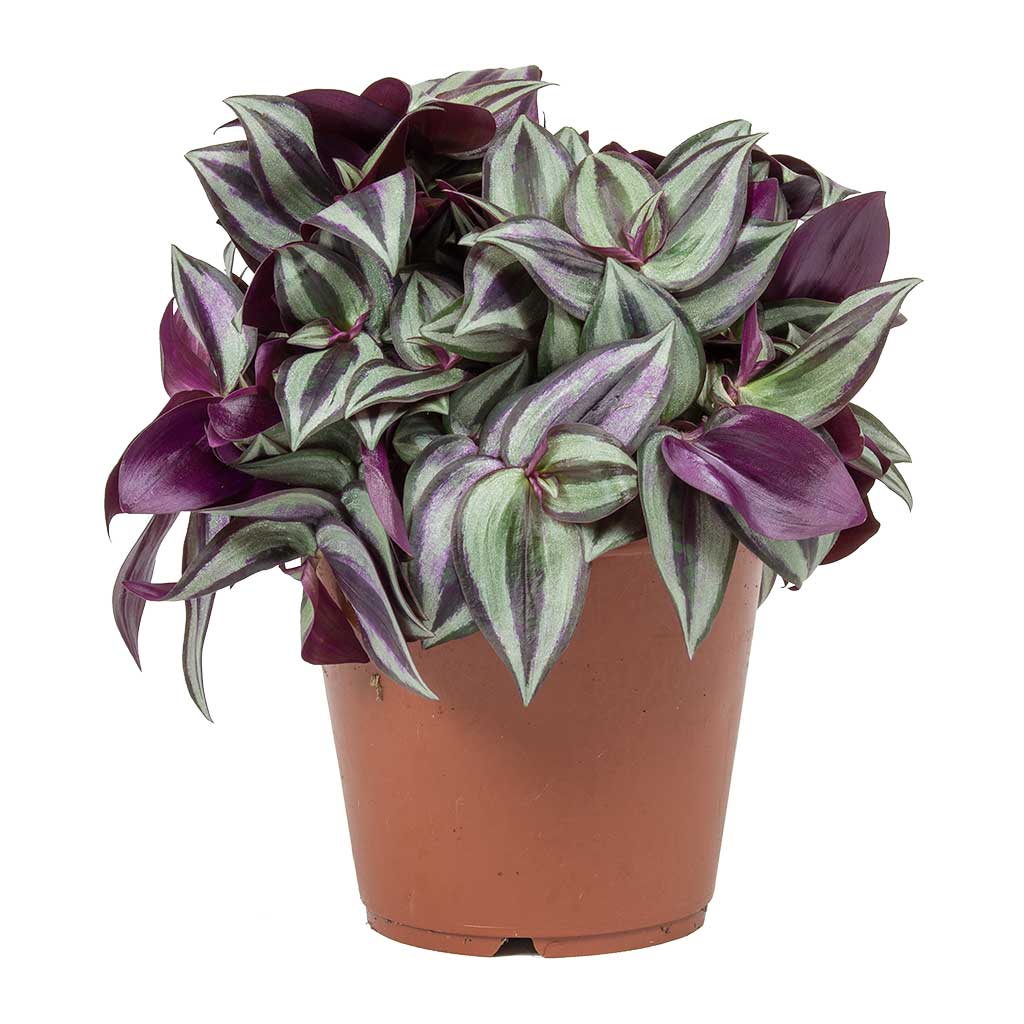 Tradescantia zebrina - Wandering Jew - Small
