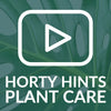 Spathiphyllum Bellini - Peace Lily Houseplant Care Tips From Hortology