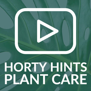 Maranta Herringbone Houseplant Care Tips From Hortology
