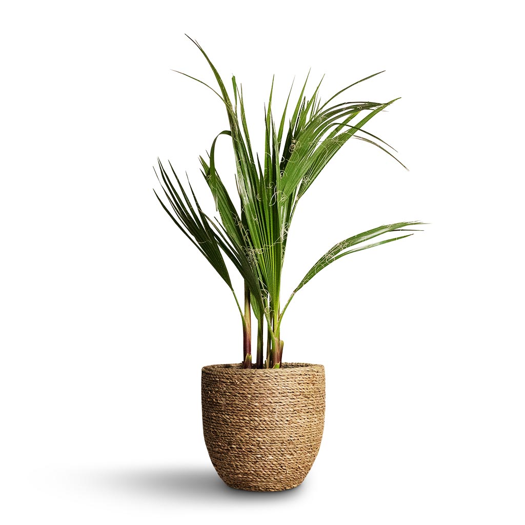 Washingtonia robusta - Mexican Fan Palm & Cody Plant Pot Straw Grass
