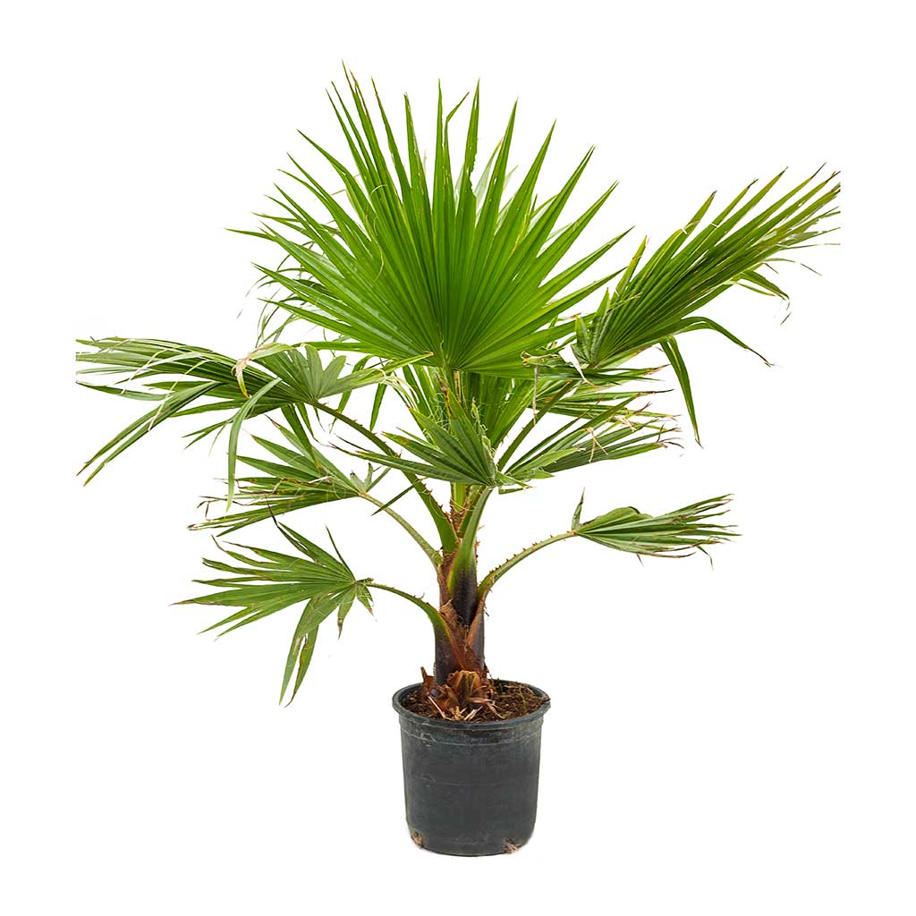 Washingtonia robusta - Mexican Fan Palm & Monza Plant Pot - Botanical Fern