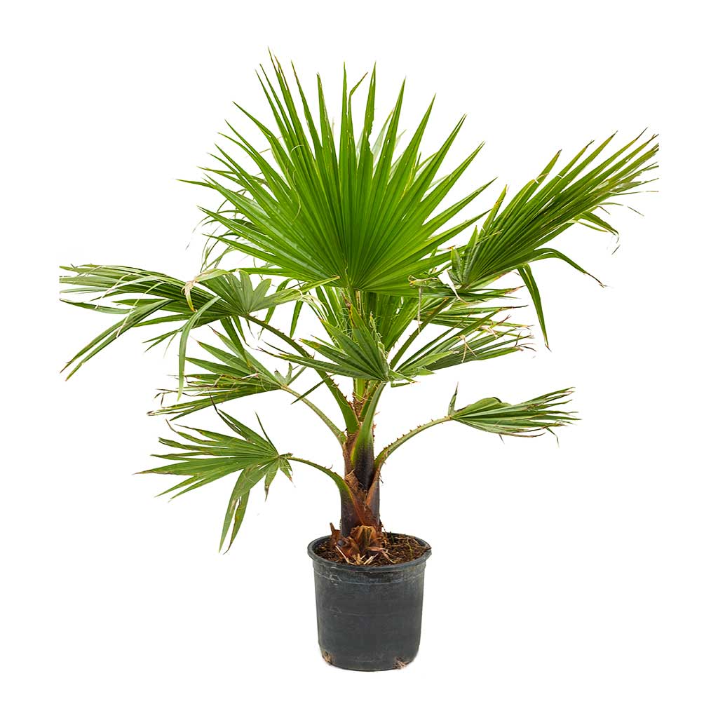 Washingtonia robusta - Mexican Fan Palm 30 x 110cm