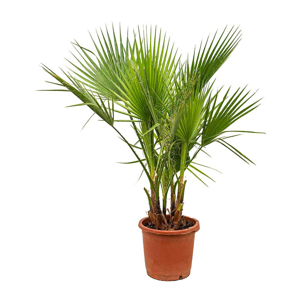 Washingtonia robusta - Mexican Fan Palm - Indoor Palms | Hortology ...