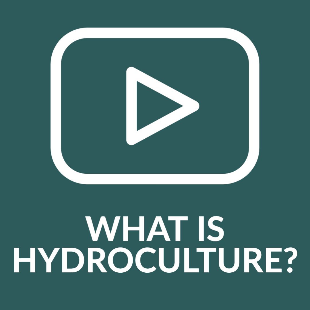 The Benefits Of Hydroculture Plants