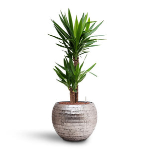 Opus Hammered Globe Planter - Silver & Yucca Indoor Plant