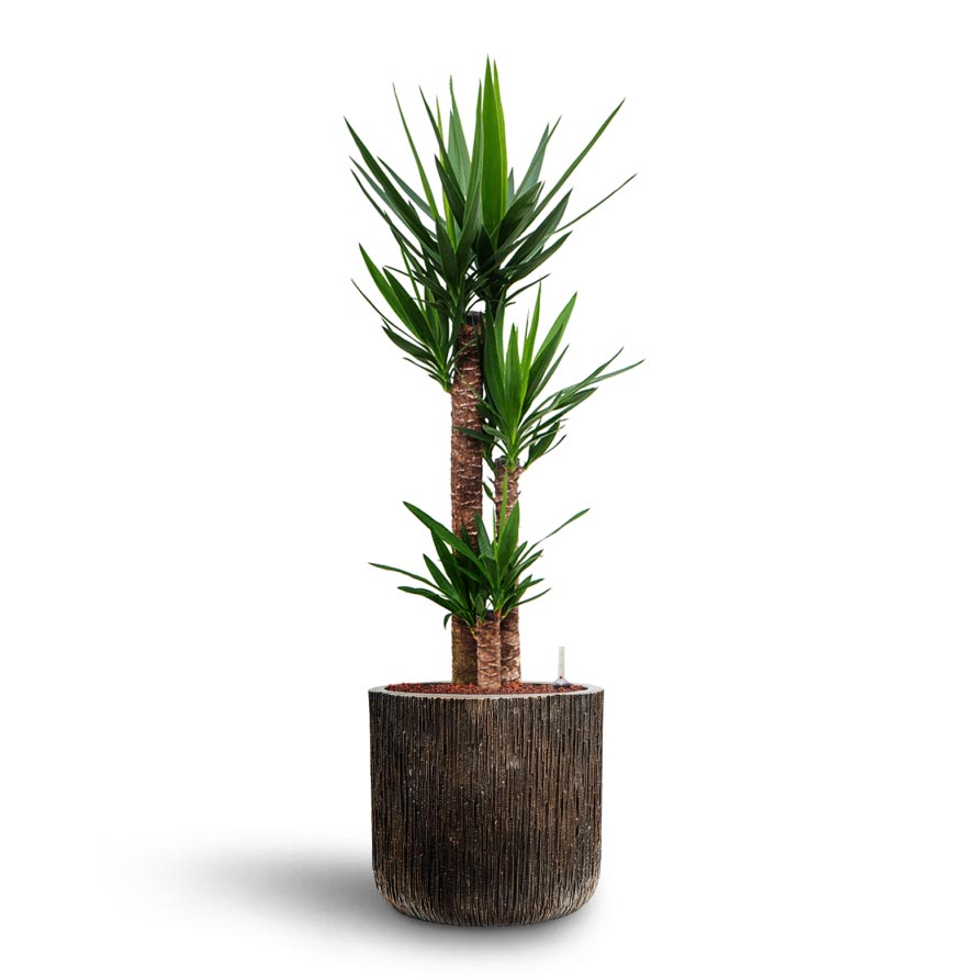 Yucca Hydroculture Indoor Plant & Luxe Lite Waterfall Cylinder Planter - Bronze