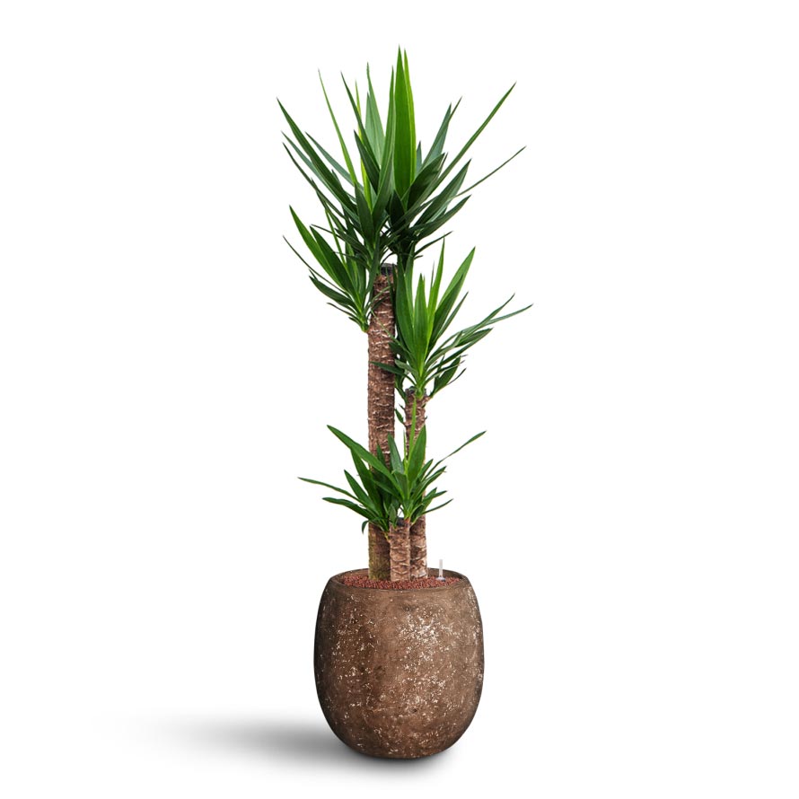 Yucca - Hydroculture Indoor Plant & Polystone Coated Balloon Planter - Rock