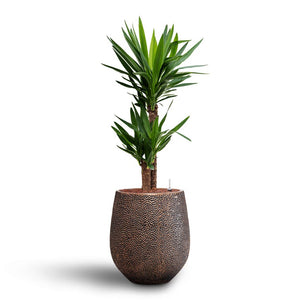 Yucca - Hydroculture Indoor Plant & Opus Hit Darcy Planter - Gold