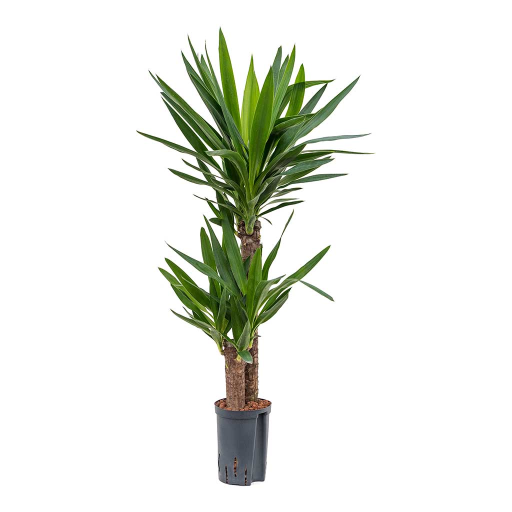 Yucca Multi Stem Hydroculture Indoor Plant 2 Stems