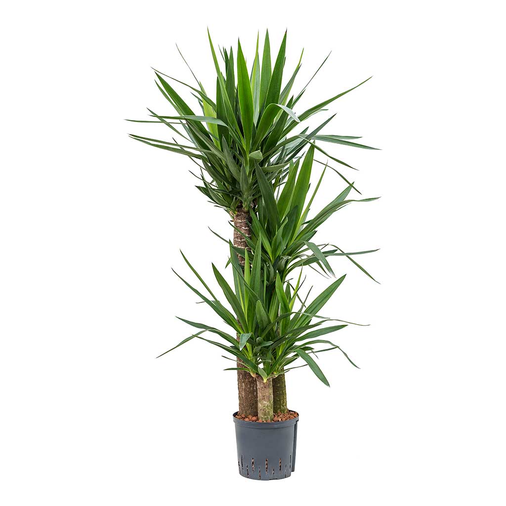 Yucca Multi Stem Hydroculture Indoor Plant 3 Stems