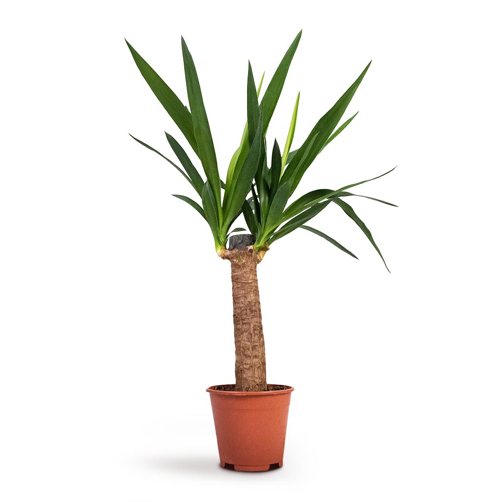 yucca indoor plant care uk Yucca elephantipes - Spineless Yucca Houseplants | Hortology