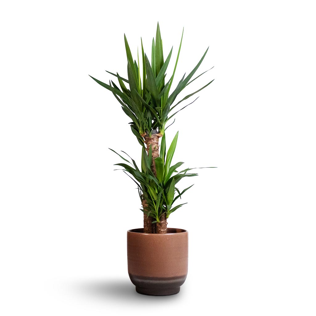 Yucca elephantipes - Spineless Yucca Houseplant & Linn Plant Pot - Mink