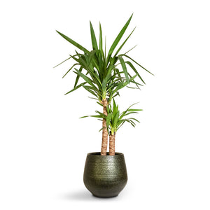 Yucca elephantipes - Spineless Yucca - 21 x 95cm (2 stems) & Noor Plant Pot - Velvet Green