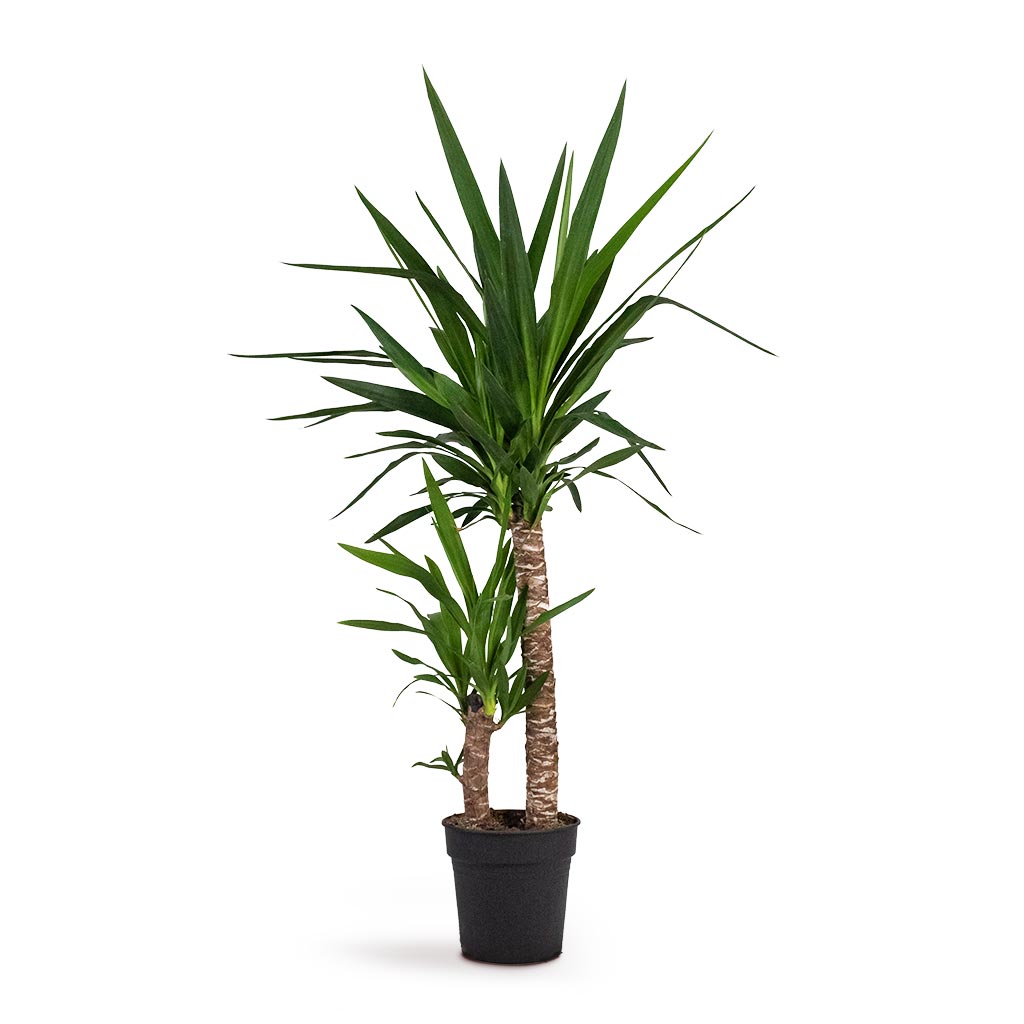 Yucca elephantipes Houseplant - Spineless Yucca Indoor Plant