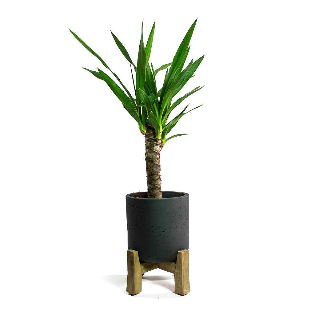 Yucca elephantipes Spineless Yucca with Charlie Plant Pot Low Stand Black Washed