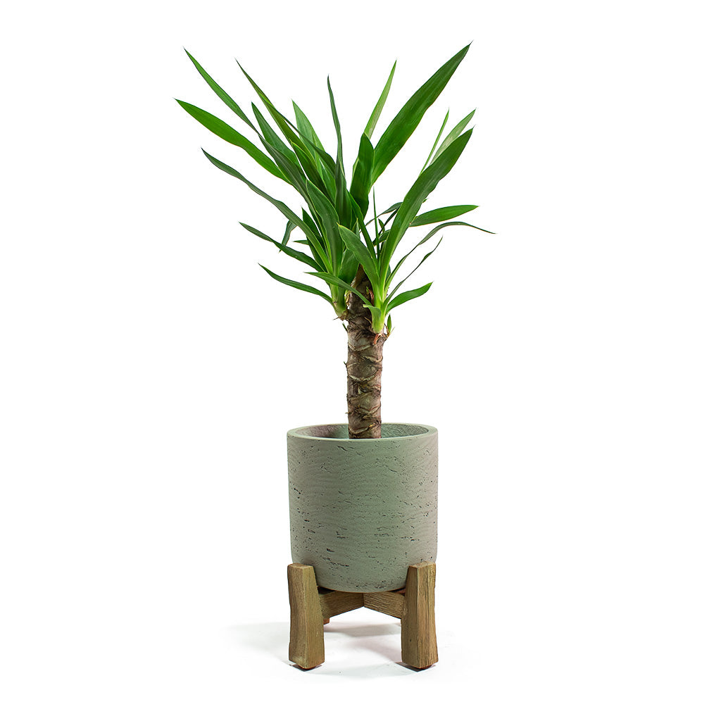 Yucca elephantipes Spineless Yucca with Charlie Plant Pot Low Stand Grey Washed