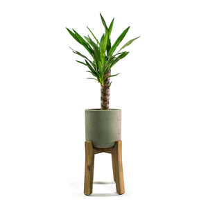 Yucca elephantipes Spineless Yucca with Charlie Plant Pot Tall Stand Grey Washed