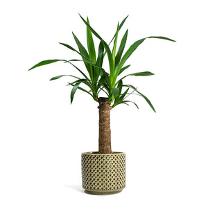 Yucca elephantipes Spineless Yucca with Thies Plant Pot Olive Green