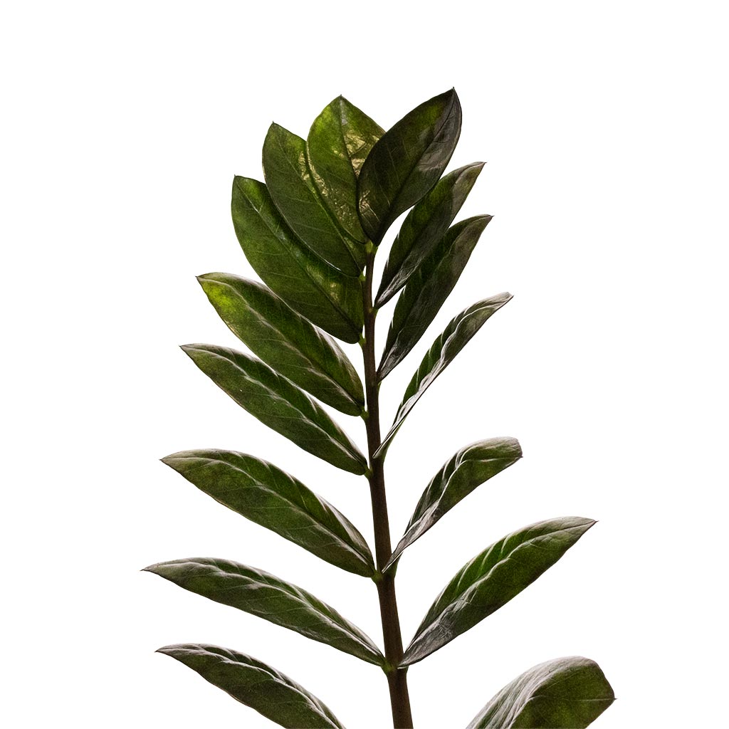 Zamioculcas zamiifolia - Raven ZZ Plant Leaf close up