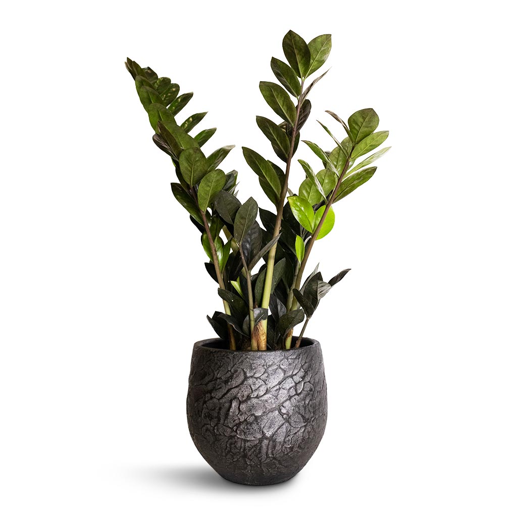 Zamioculcas zamiifolia - Raven ZZ Plant &amp; Evi Plant Pot - Midnight Black