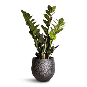 Zamioculcas zamiifolia - Raven ZZ Plant & Evi Plant Pot - Midnight Black