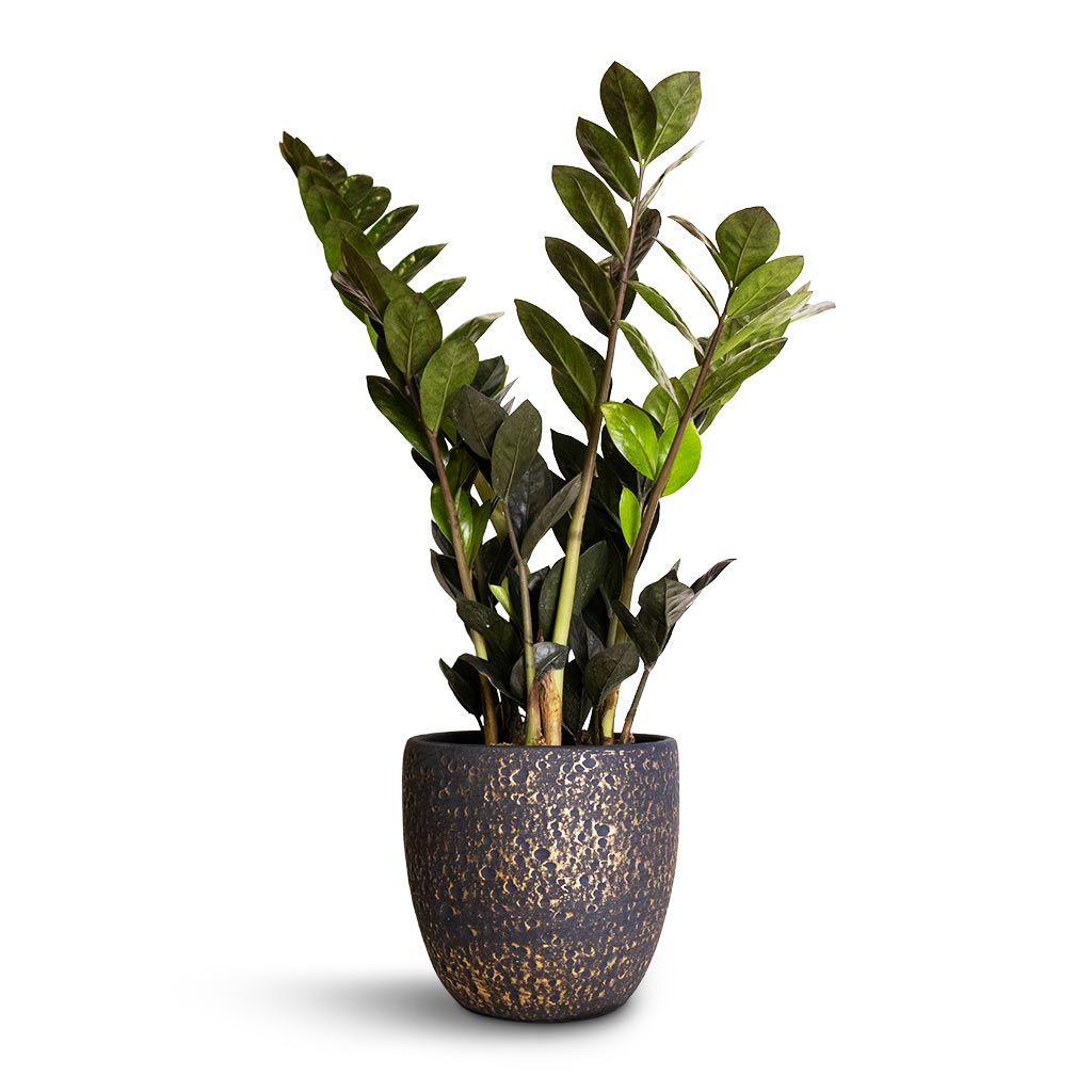 raven zz plant meaning Zamioculcas zamiifolia Raven - Raven ZZ Plant - Jet-Black Raven | Hortology