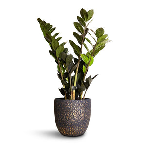 Zamioculcas zamiifolia - Raven ZZ Plant & Rinca Plant Pot - Shiny Black