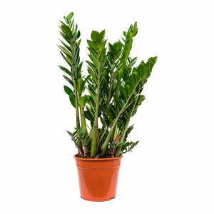 Zamioculcas zamiifolia - ZZ Plant XLarge