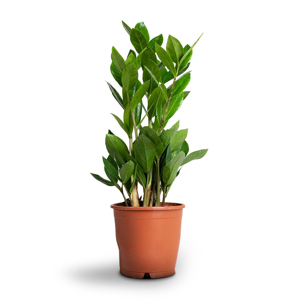 zz plant zamioculcas zamiifolia Zamioculcas zamiifolia - ZZ Plant - Indoor Plants | Hortology