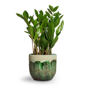 Zamioculcas zamiifolia - ZZ Plant & Moon Plant Pot Jungle