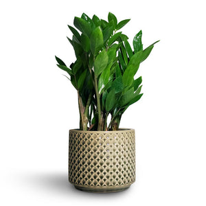 Zamioculcas zamiifolia - ZZ Plant & Thies Plant Pot - Olive Green