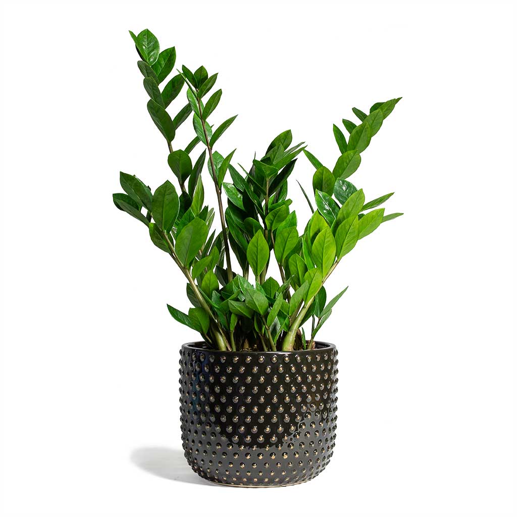 Zamioculcas zamiifolia ZZ Plant & Bolino Plant Pot - Shiny Black
