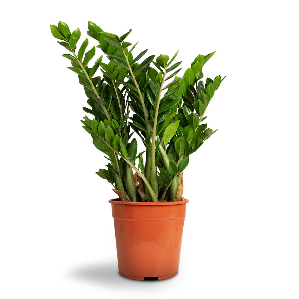 Zamioculcas zamiifolia - ZZ Plant - Indoor Plants