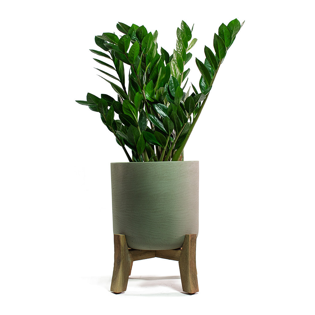 Zamioculcas zamiifolia ZZ Plant with Charlie Plant Pot Low Stand Grey Washed