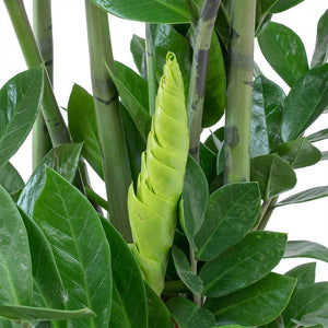 Zamioculcas zamiifolia - ZZ Plant New Leaf Growth