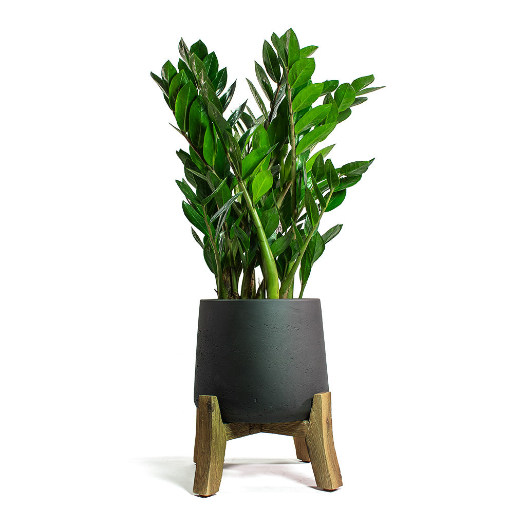 Zamioculcas zamiifolia ZZ Plant with Patt Plant Pot Low Stand Black Washed