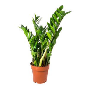 Zamioculcas zamiifolia - ZZ Plant 65cm