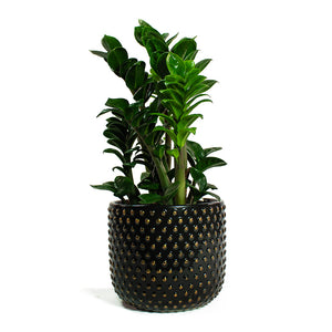 Zamioculcas zamiifolia Zenzi & Bolino Plant Pot - Shiny Black