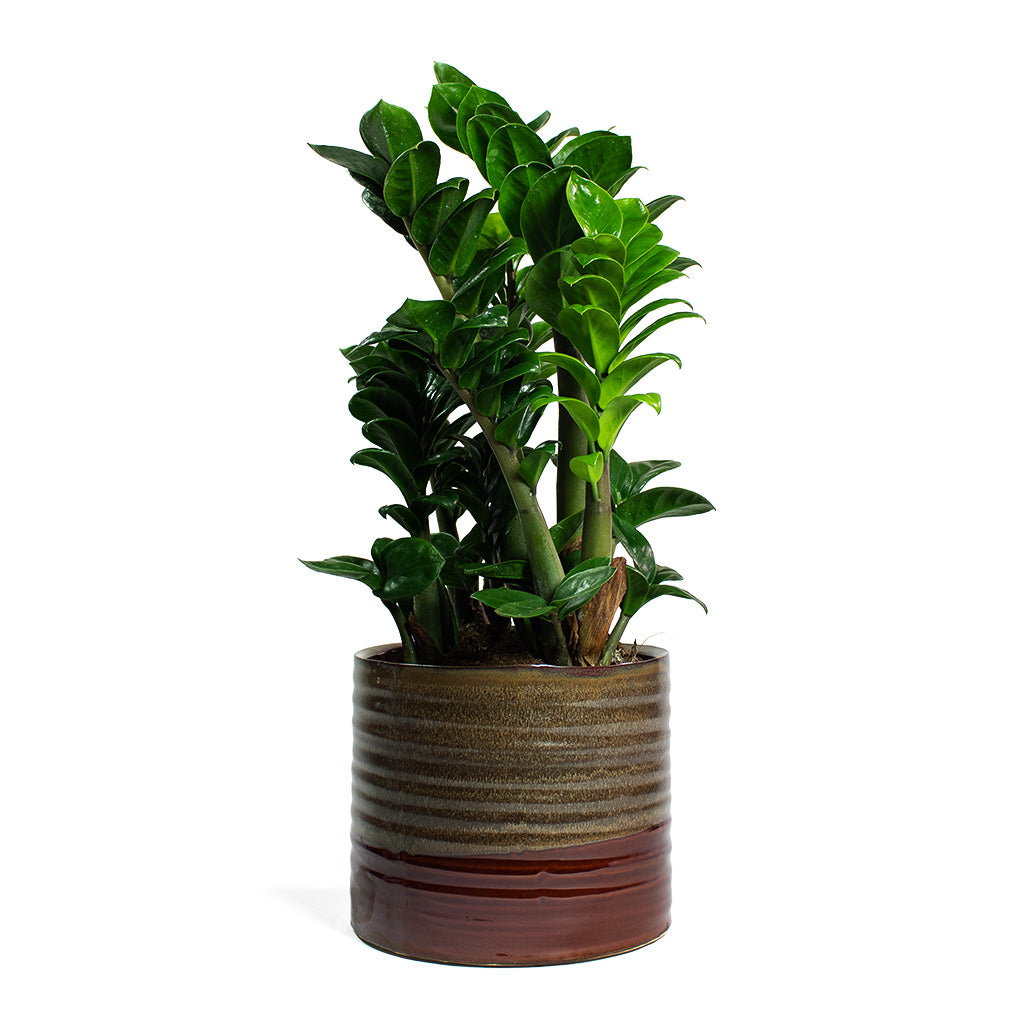 Zamioculcas zamiifolia Zenzi & Didi Plant Pot - Rustic Red Dip