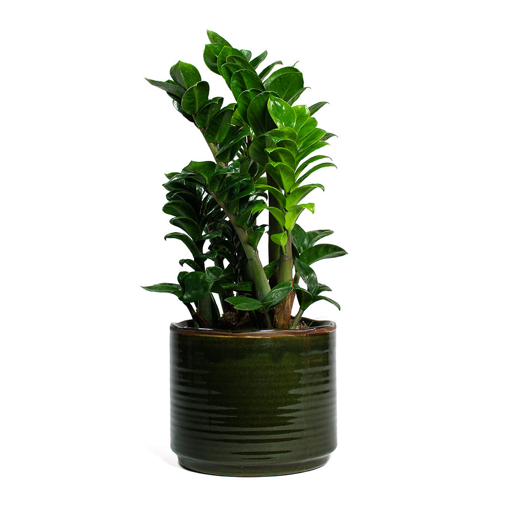 Zamioculcas zamiifolia Zenzi Zenzi ZZ Plant & Jordy Plant Pot - Forest Green