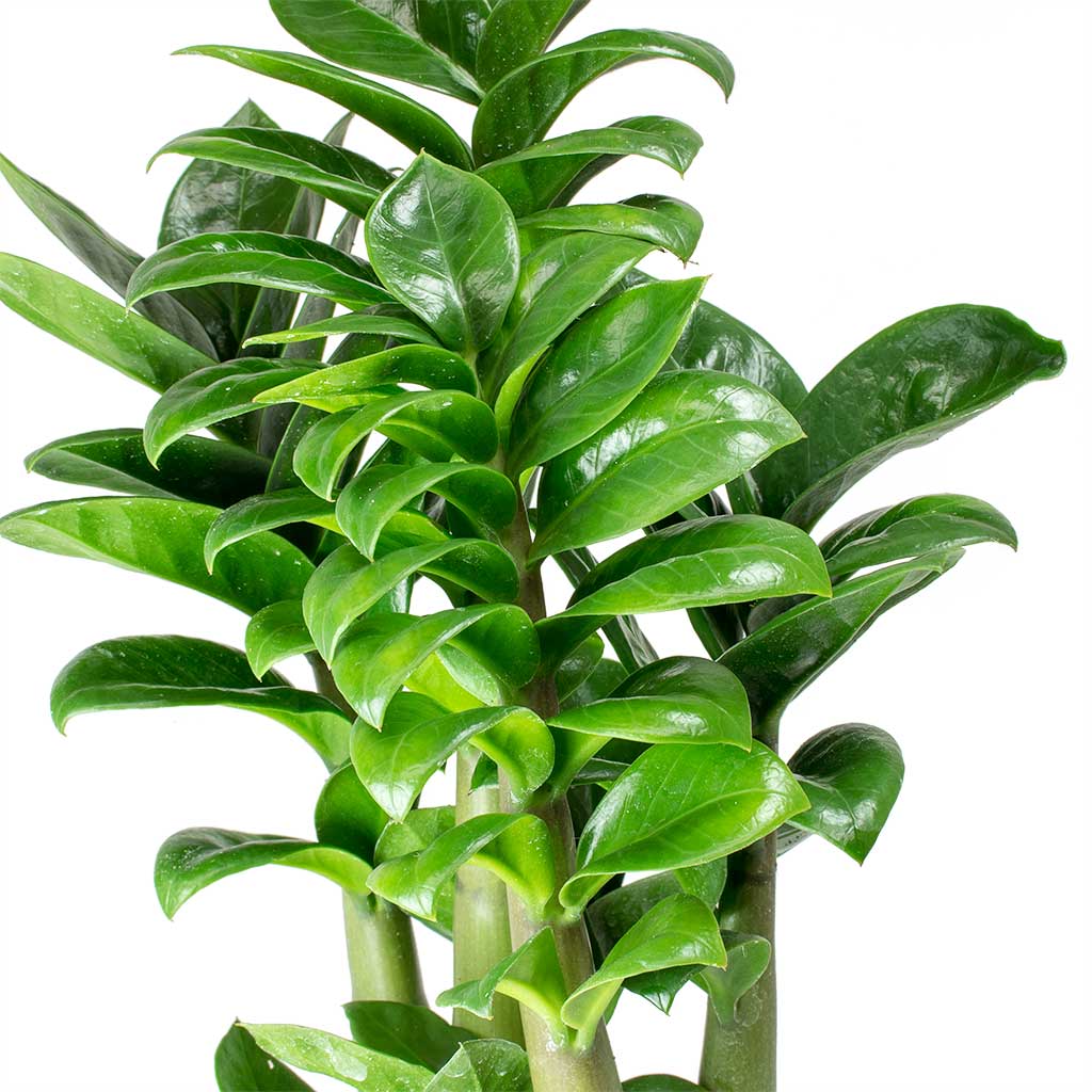 Zamioculcas zamiifolia Zenzi - 14x45cm In Julian Pot Moss - 18x15cm