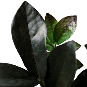 Zamioculcas zamiifolia - Raven ZZ Plant Leaf Variegation